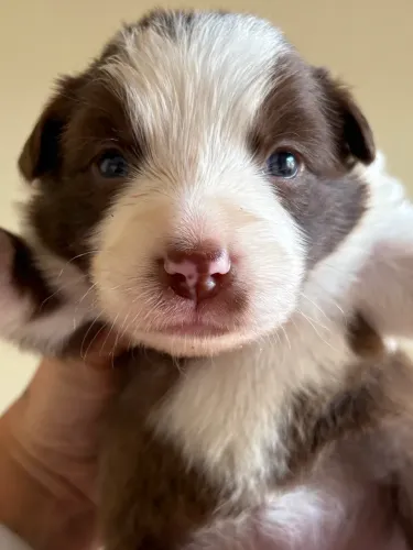 Border collie