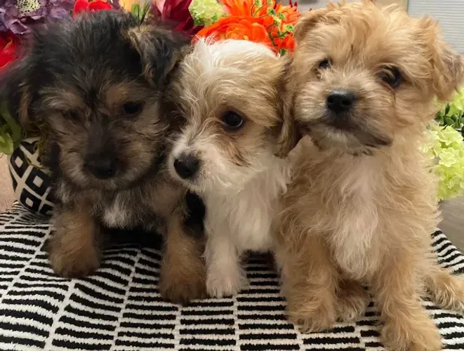 poodle c maltes muito lindos pequenos espertos uns amores