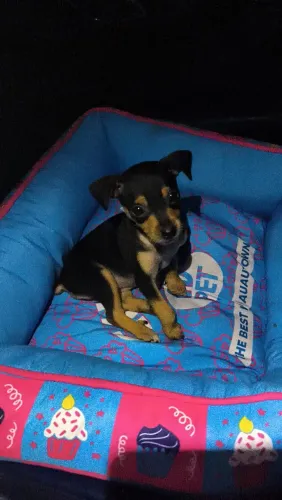 Filhote de pinscher 2 meses para adoção 
