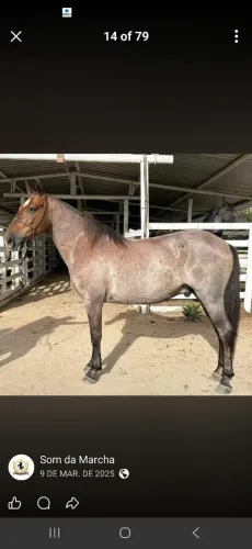 Cavalo mineiro 15 mil