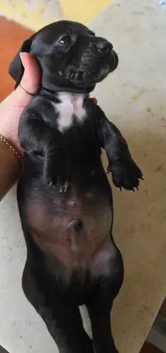 Dachshund