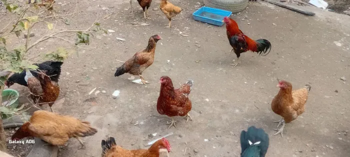 Galinhas