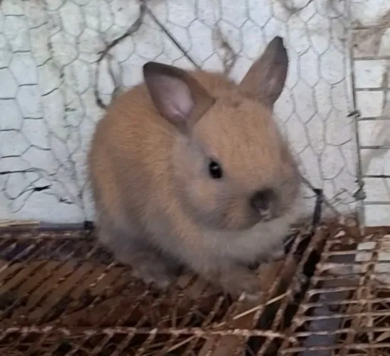 Coelhos netherland dwarf 
