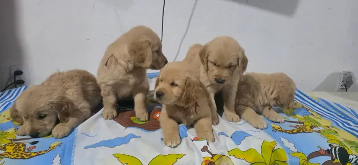 Animais de estimação 