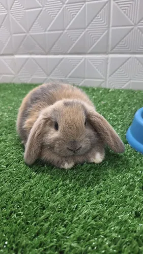 Lindos mini coelhos lop