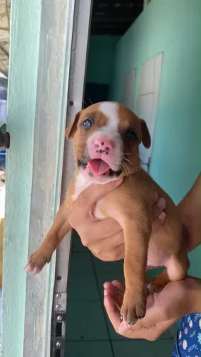 Filhote de pitbull 