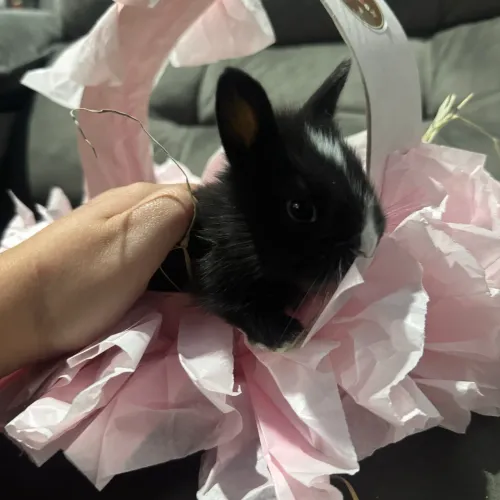Mini coelho 