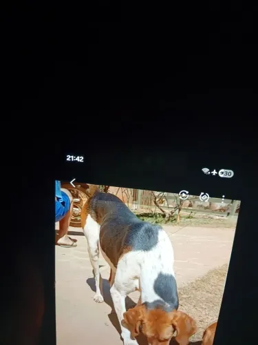 Filhotes disponível