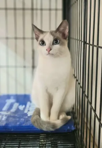 Gatinho 9 meses, castrado, dócil e lindo para adoção