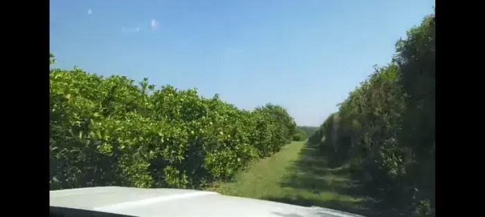fazenda em casa branca 77 alqueires 26.950.000.00 ( jos-car )