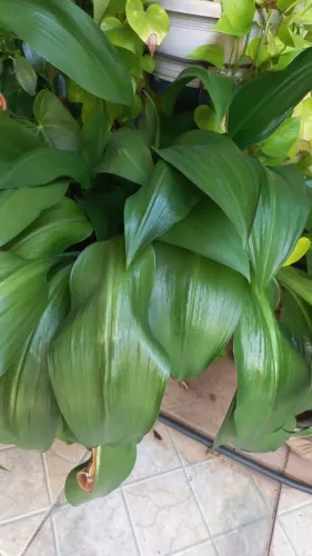 Plantas
