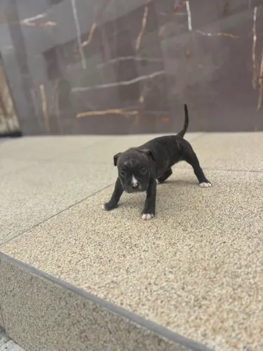 Cachorro american bully