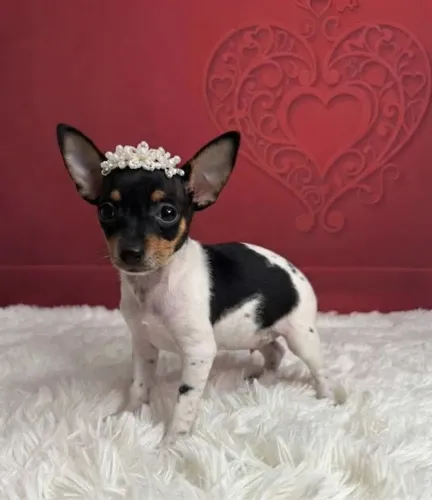 Pinscher Filhotes Encantadores