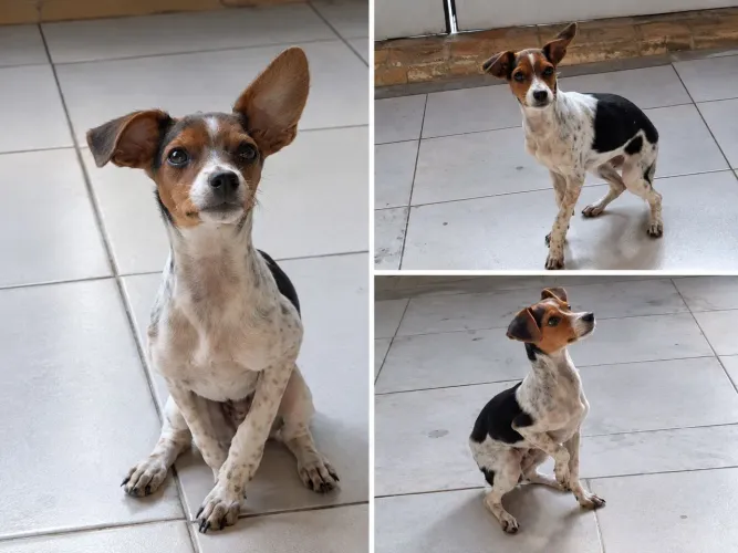 Pinscher 