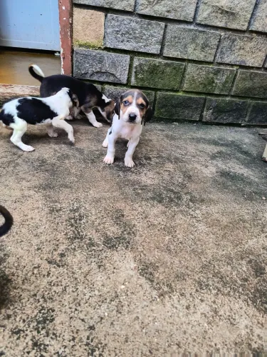 Ninhada Fox hound americano 