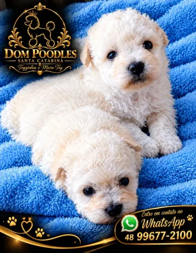Poodle micro toy e toyzinhos