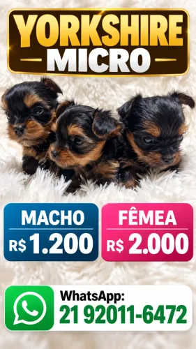 Yorkshire micro raça pura lindos macho e femea