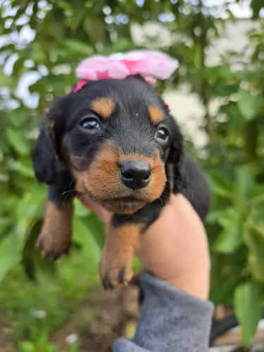 Dachshund teckel miniatura longo macho e fêmea
