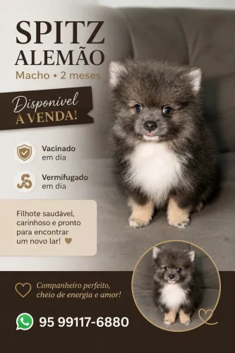 Spitz alemão