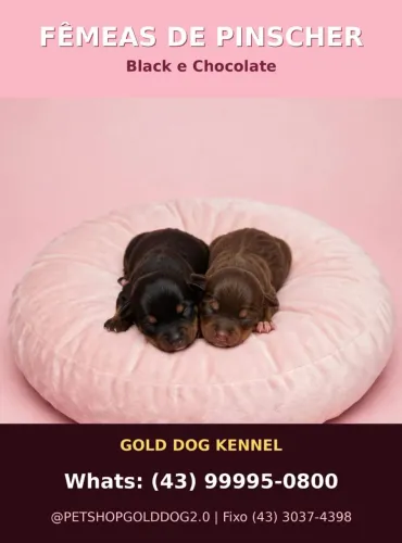 Pinscher fêmea miniatura