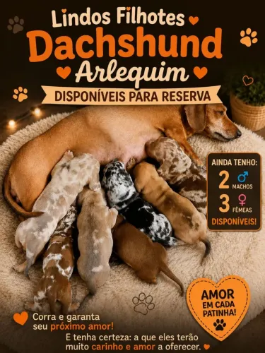 Filhotes Arlequim