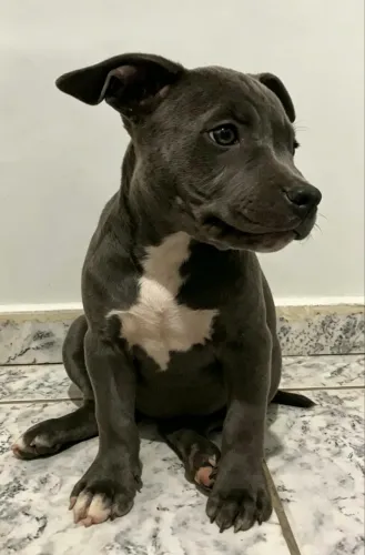Filhote Pit monster X American bully 