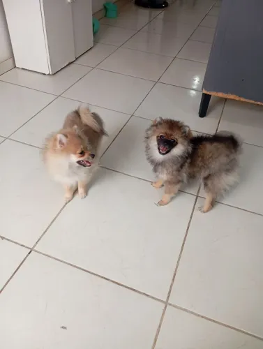 Lulu da Pomerânia Spitz alemão 