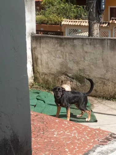DOA-SE CACHORRO