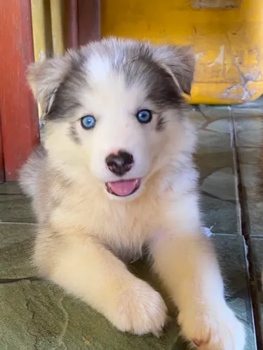 ? FILHOTES DE HUSKY SIBERIANO DISPONÍVEIS! ?
