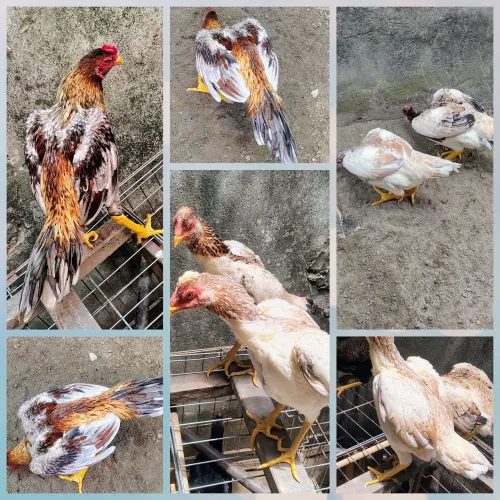 Vende-se 2 casais de frangos da raça Mura com 6 meses valor casal r$500 individual r$300