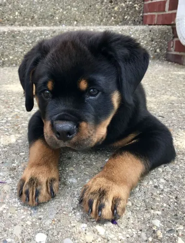 Rottweiler Filhotes direto de canil confiável