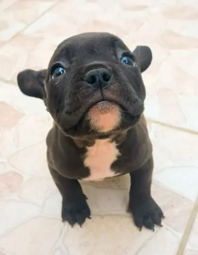 PROMOÇÃO Filhote FÊMEA American Bully