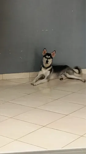 Doação responsável Husky 