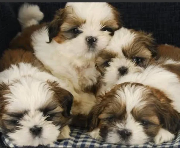 Shih Tzu brincalhão 