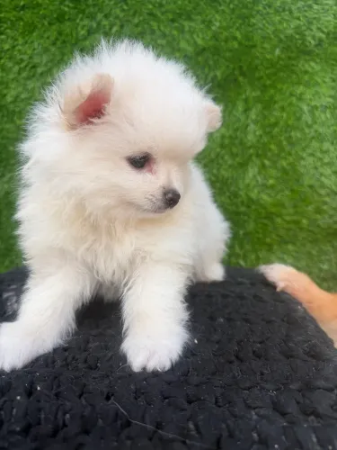 Spitz alemão anão