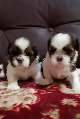Filhote Shih Tzu 1 macho e 1 fêmea