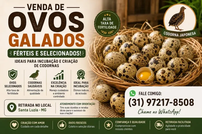 Ovos de Codorna Japonesa para Incubação