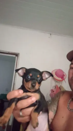 Vendo
