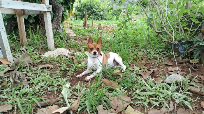 Pincher