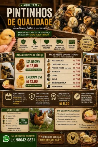Aqui tem pintinhos de qualidade