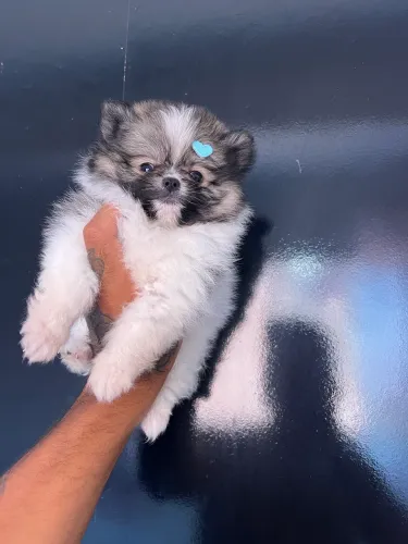 Spitz alemão anão fofura 