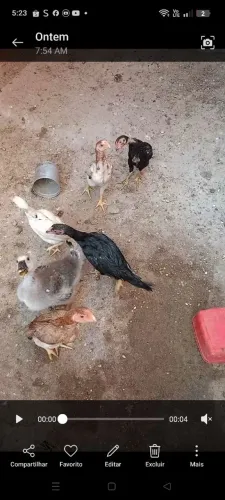 Vende-se galinha e franguinho