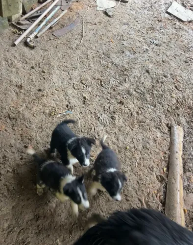 VENDEM-SE FILHOTES DE BORDER COLLIE