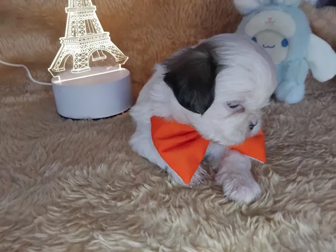  Mega Promoção, ShihTzu com Entrega Grátis 