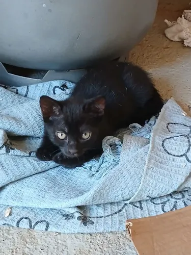 Doa se gatinho