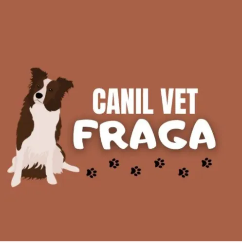 Filhotes Border Collie