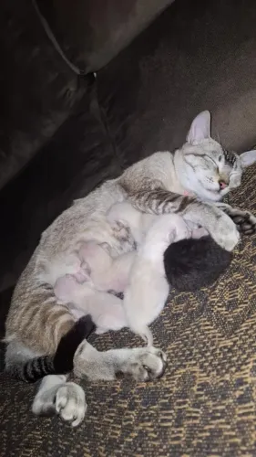 Doação gatos