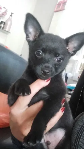 Filhote de pinscher 400,00