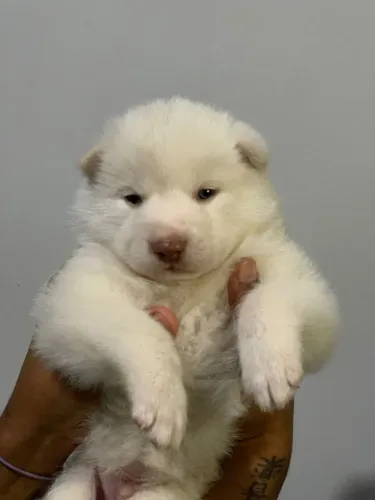 Estou procurando um sócio Pará abrir um canil