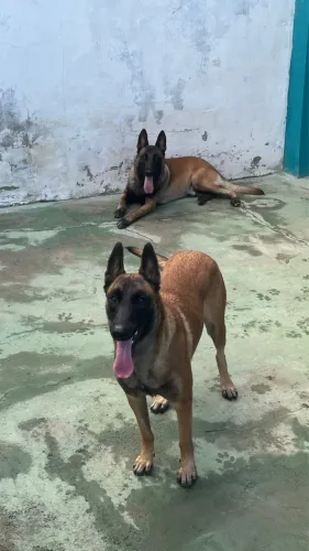 Filhotes de pastor belga malinois 